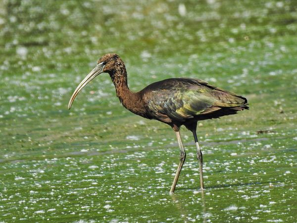 Ibis falcinelle  - Roger Jagersberger
