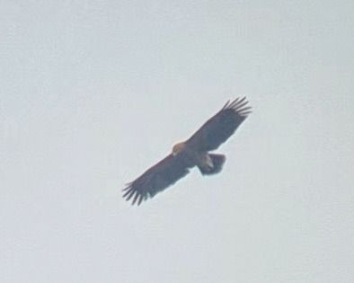 Aigle pomarin  - Filip Reiter