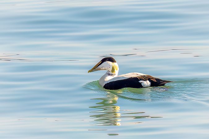 Eider à duvet  - Michael Ortner