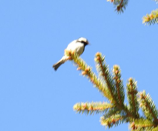 Oiseau indéterminé  - Walter und Anne Scherer