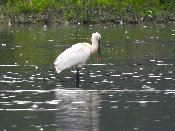 Eurasian Spoonbill  - Roswitha Stetschnig