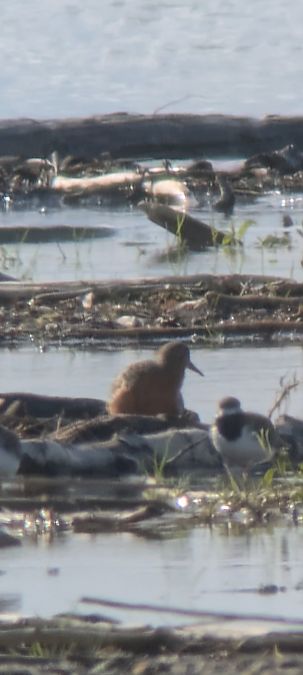 Red Knot  - Johannes Jäger