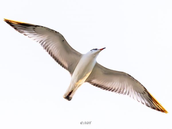 Mouette mélanocéphale  - Michael Hafner