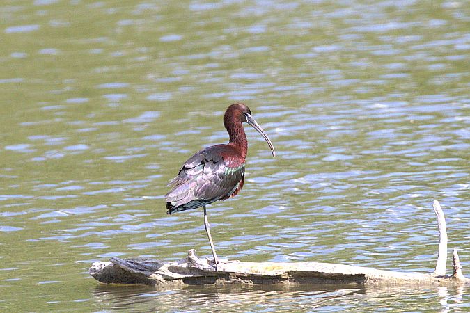 Ibis falcinelle  - Werner Petutschnig