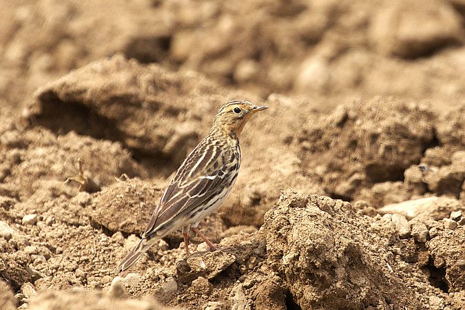Pipit à gorge rousse  - Werner Petutschnig