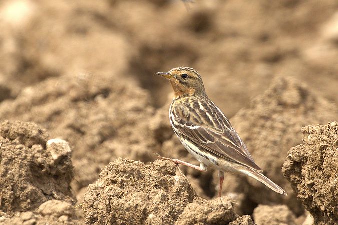 Pipit à gorge rousse  - Werner Petutschnig