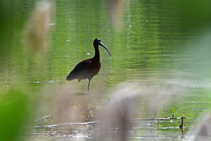 Ibis falcinelle  - Anonyme
