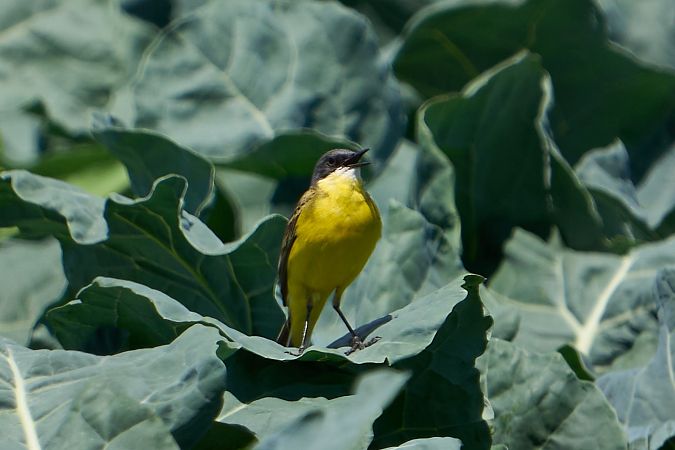Bergeronnette d'Italie (ssp. cinereocapilla)  - Klemens Aichner