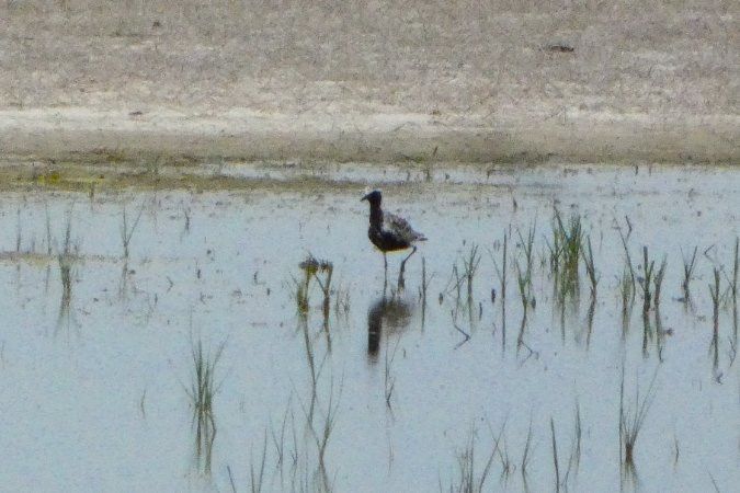 Grey Plover 