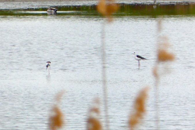 Echasse blanche 
