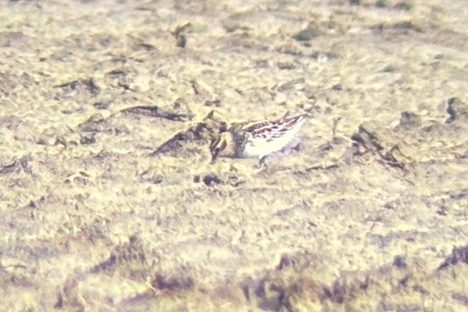 Broad-billed Sandpiper 