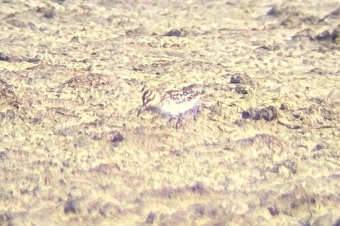 Broad-billed Sandpiper 