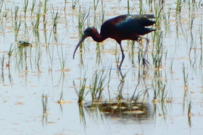 Ibis falcinelle 