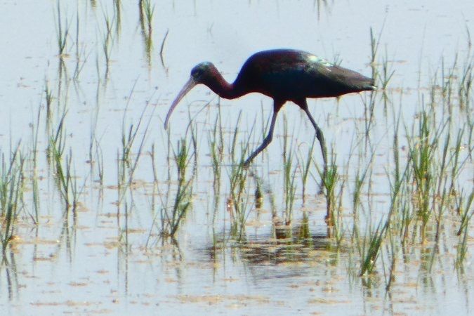 Ibis falcinelle 