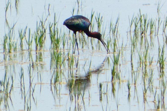 Ibis falcinelle 