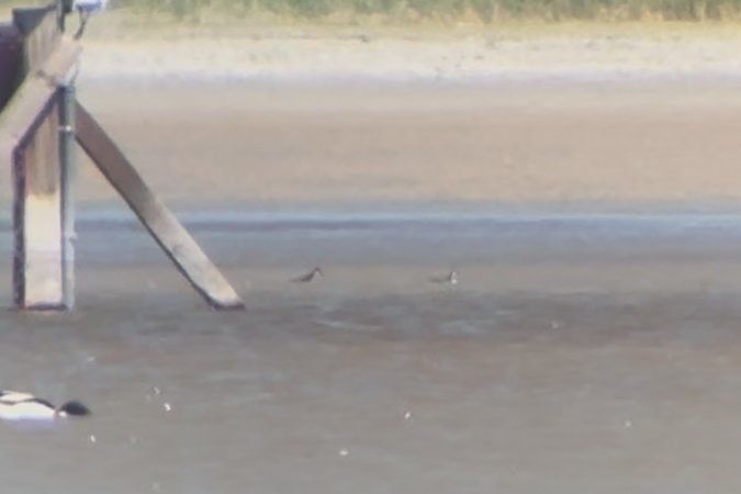 Oiseau indéterminé 