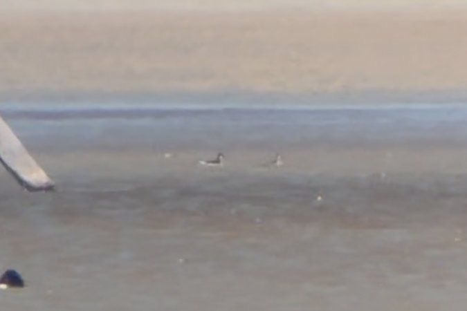 Oiseau indéterminé 