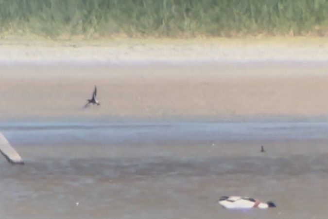 Oiseau indéterminé 