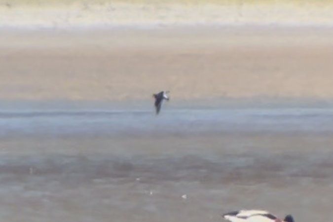 Oiseau indéterminé 