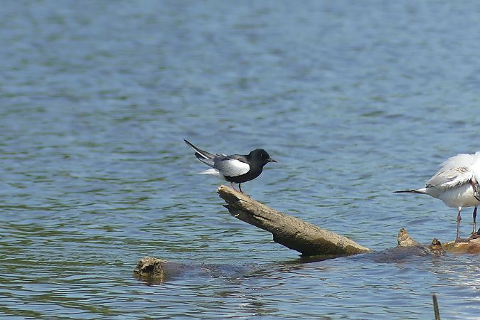 Guifette leucoptère  - Dario Track