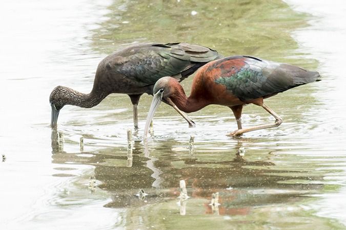 Ibis falcinelle  - Werner Manfred Türtscher