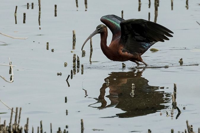 Ibis falcinelle  - Werner Manfred Türtscher