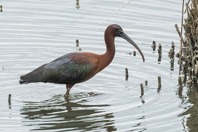 Ibis falcinelle  - Werner Manfred Türtscher