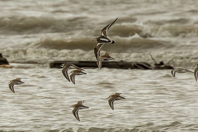 Ruddy Turnstone  - Werner Manfred Türtscher