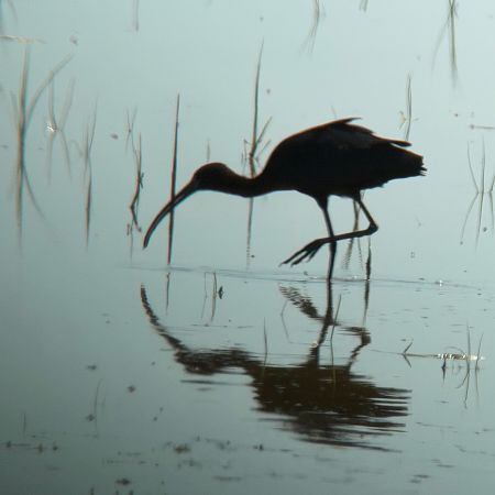 Ibis falcinelle  - Michael Schwarz