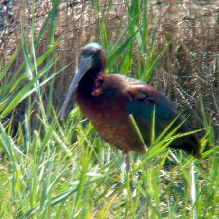 Ibis falcinelle  - Michael Schwarz