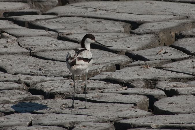 Avocette élégante  - Gudrun Schreiber-Jankovits