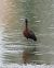 Ibis falcinelle  - Gerhard Rieder