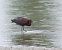 Ibis falcinelle  - Gerhard Rieder