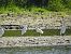 Great Egret - Anne Gerstbacher