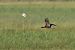 Ibis falcinelle  - Bernhard Zens