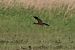 Ibis falcinelle  - Bernhard Zens