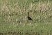 Ibis falcinelle  - Bernhard Zens