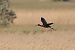 Ibis falcinelle  - Bernhard Zens