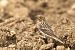 Pipit à gorge rousse  - Werner Petutschnig