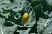 Bergeronnette d'Italie (ssp. cinereocapilla)  - Klemens Aichner