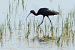 Ibis falcinelle 