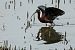 Ibis falcinelle  - Werner Manfred Türtscher