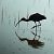 Ibis falcinelle  - Michael Schwarz