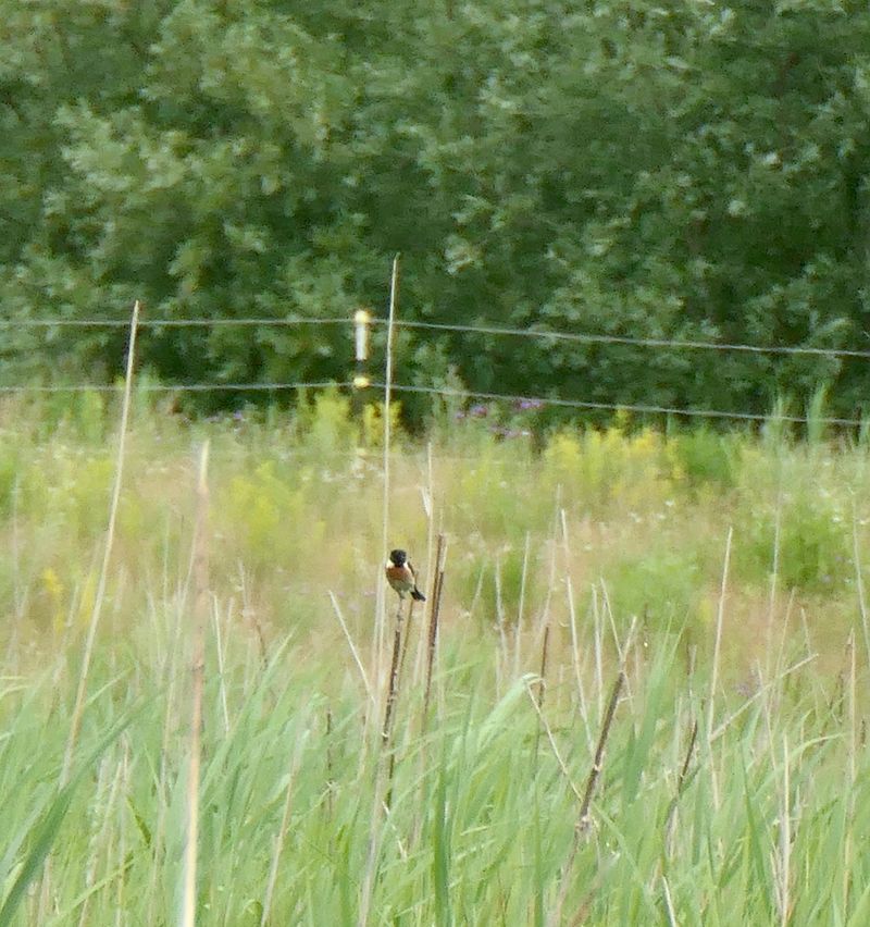 Oiseau indéterminé 