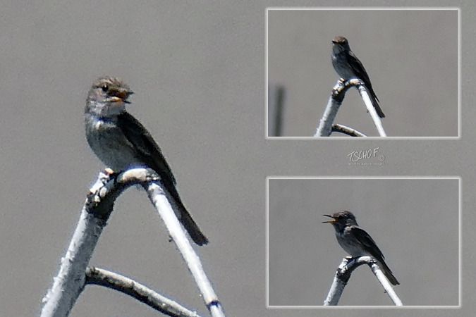 Oiseau indéterminé  - Tscho Findeis