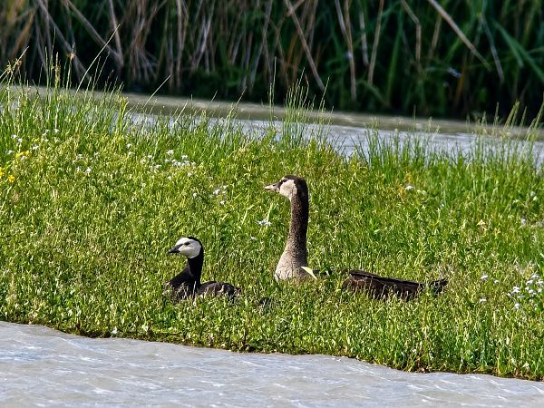 Barnacle Goose  - Christa & Thomas Pumberger