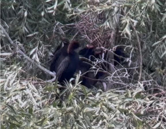 Pygmy Cormorant  - Christa & Thomas Pumberger