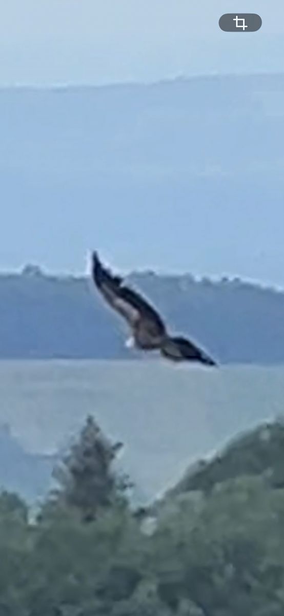 Vautour fauve 