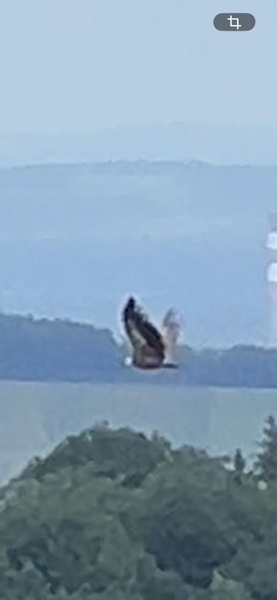 Vautour fauve 