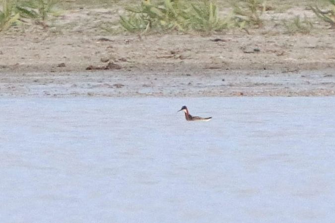 Phalarope à bec étroit  - Bernhard Zens